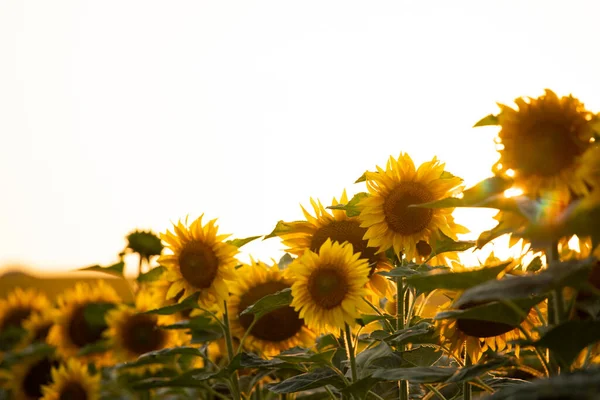 Beautiful Blooming Sunflower Field — Stock Photo, Image