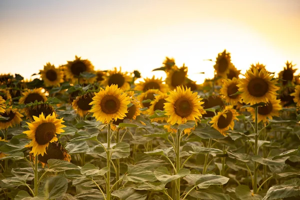 Beautiful Blooming Sunflower Field Sunset — Stock Photo, Image