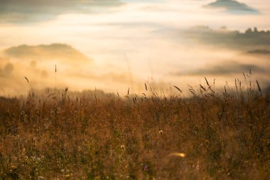 Gün doğumunda dağlarda güzel bir manzara. Ormanla kaplı sisli tepeler ve vadi manzarası.