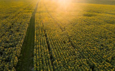Sihirli günbatımında ayçiçeği tarlası - hava manzarası.