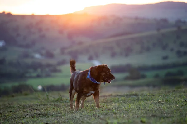 Hund Auf Der Sommerwiese Schönen Sonnenuntergang — Stockfoto