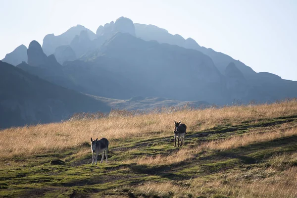 Paisaje Rural Mágico Burro Pastando Atardecer Altas Montañas Fondo — Foto de Stock