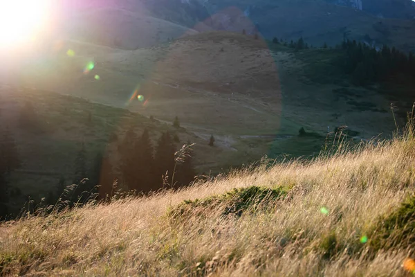 Sonnige Herbstwiese Mit Pflanzensilhouette Sonnenuntergang Natürlicher Hintergrund — Stockfoto