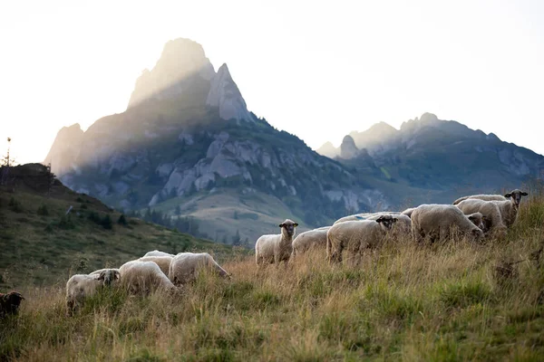 Rebaño Ovejas Pastando Pastos Montaña Atardecer Altas Montañas Fondo — Foto de Stock