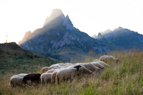 Вівці Пасуться Пасовищах Заході Сонця Високі Гори Задньому Плані — стокове фото
