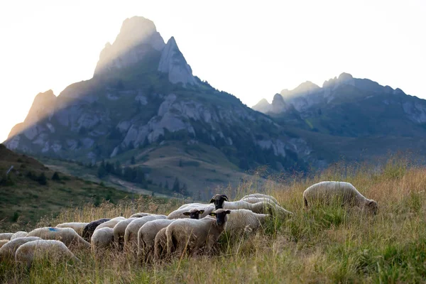 Вівці Пасуться Пасовищах Заході Сонця Високі Гори Задньому Плані — стокове фото