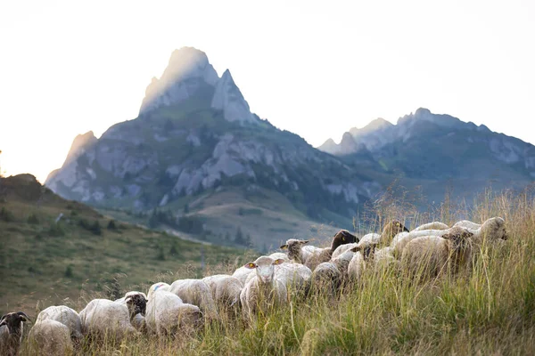 Rebaño Ovejas Pastando Pastos Montaña Atardecer Altas Montañas Fondo — Foto de Stock