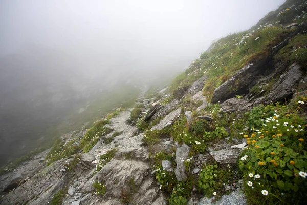 高山上的花在雾中绽放 自然背景 — 图库照片