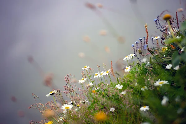 霧の中で高山の山の花 自然背景 — ストック写真