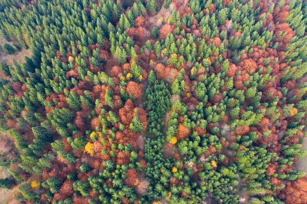 Αεροφωτογραφία Του Φθινοπωρινού Δάσους Υφή Του Δάσους Άποψη Από Πάνω — Φωτογραφία Αρχείου
