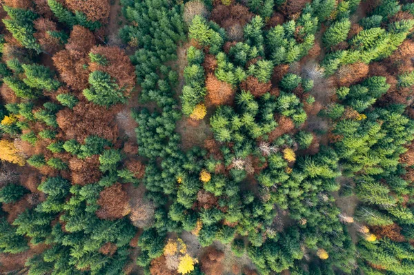 Αεροφωτογραφία Του Φθινοπωρινού Δάσους Υφή Του Δάσους Άποψη Από Πάνω — Φωτογραφία Αρχείου
