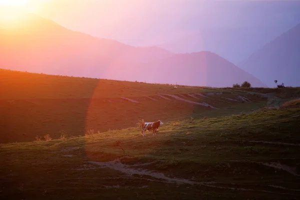 Волшебный Сельский Пейзаж Выпаса Коров Закате Трансильванских Горах — стоковое фото