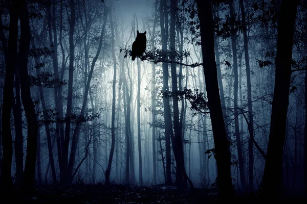 Floresta Encantada Névoa Mágica Misteriosa Noite — Fotografia de Stock