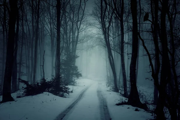 夜の山の中の雪の森の田舎道 — ストック写真