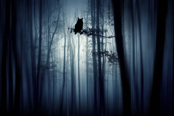 Büyülü Orman Gece Gizemli Sis — Stok fotoğraf