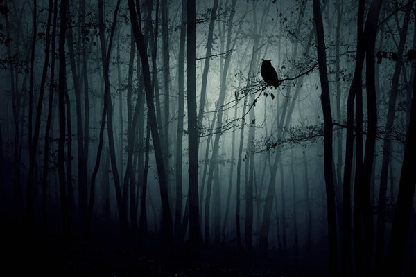 Enchanted forest in magic, mysterious fog at night