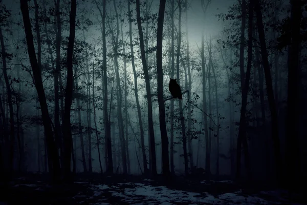 Forêt Enchantée Dans Magie Brouillard Mystérieux Nuit — Photo