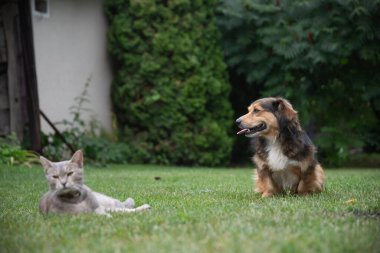 Kedi ve köpek bahçede oturuyor, birlikte dinleniyorlar.