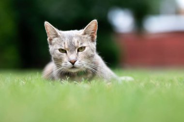 Summer portrait of a cute cat in the garden on background of green grass