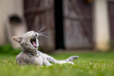 Summer portrait of a cute cat in the garden on background of green grass