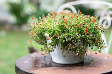 Garden still life with ornamental succulents in a pot on a vintage table and a wrought iron chair.