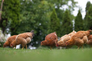 # Yeşil çimenlikteki tavuklar #.