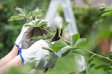 Bahçıvan budama makası kullanıyor, güllere, bitkilere ve diğer çiçeklere bakıyor.