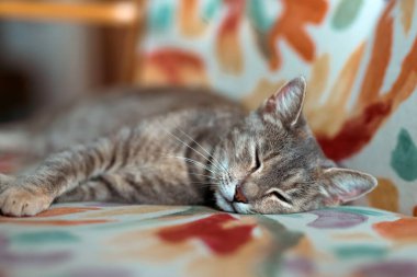 Close-up portrait of a serene cat with tabby fur sleeping peacefully on a colorful sofa, representing tranquility.