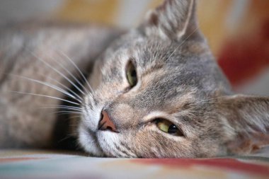 Close-up portrait of a serene cat with tabby fur sleeping peacefully on a colorful sofa, representing tranquility.