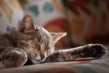 Close-up portrait of a serene cat with tabby fur sleeping peacefully on a colorful sofa, representing tranquility.