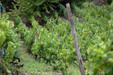 A row of grapevines bathed in sunlight, featuring verdant leaves and clusters of unripe grapes