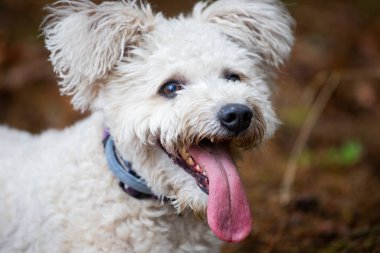 Şirin beyaz pumi köpek dışarıda eğleniyor.