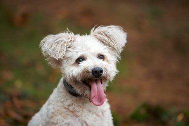 Şirin beyaz pumi köpek dışarıda eğleniyor.