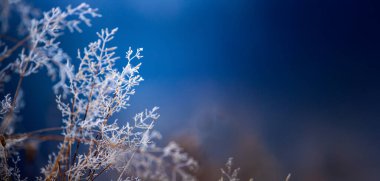 Frosty nature banner with copy space. Winter landscape with frozen grass in blue toned