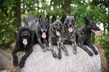 Heystack üzerinde oturan Hollandalı çoban köpek sürüsü.