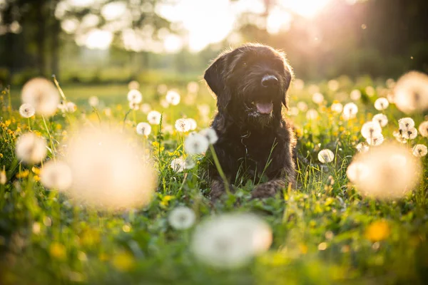 Portrait of black mutt dog during sunset on meadow. Stock Picture