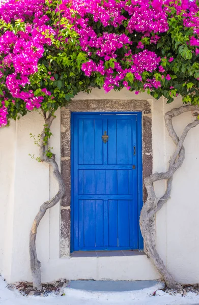 Eski köy Emporio Yunanistan Santorini Adası üzerinde güzel çiçek açan bougenvilia. — Stok fotoğraf