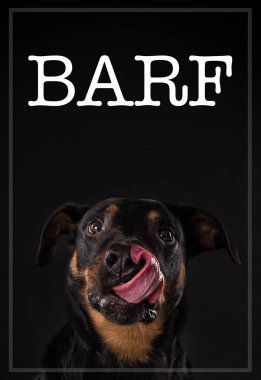 Rottweiler yorgun dil ile. Kusmuk yemek kavramı.