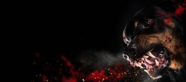 Vahşi Rottweiler siyah arka plan üzerine mad barking.