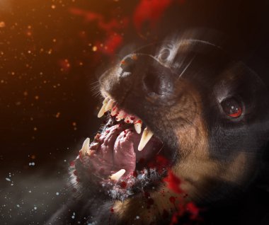 Vahşi Rottweiler siyah arka plan üzerine mad barking.