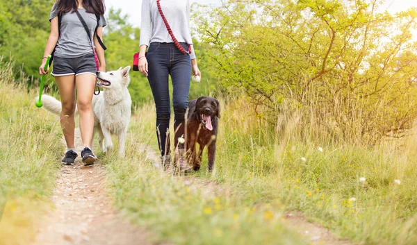 Unga kvinnor med sina hundar promenader. — Stockfoto