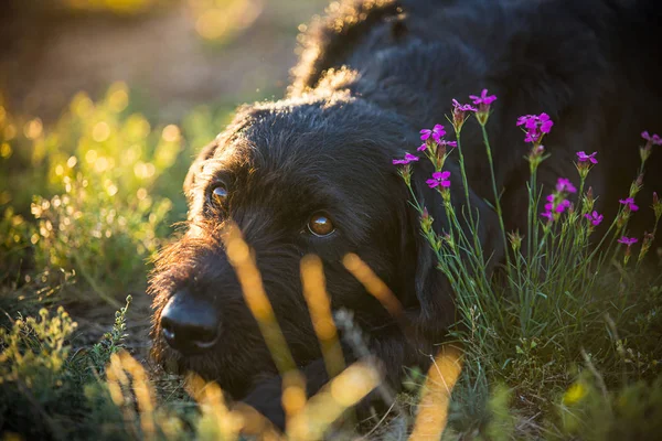 Siyah köpek bahar parkta poz Amy. — Stok fotoğraf