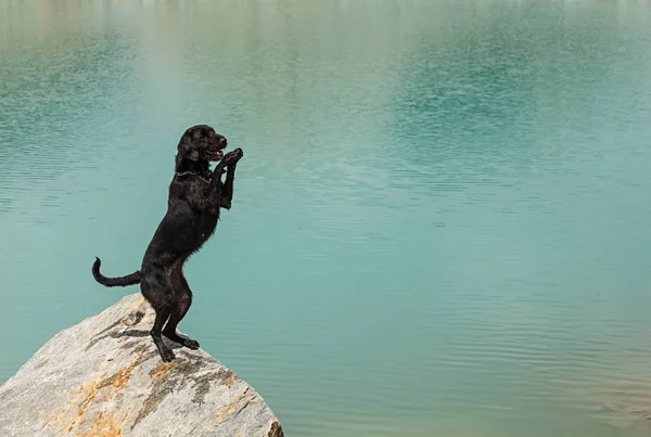 Schwarzer Hund posiert in österreichischen Alpen. — Stockfoto