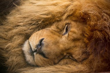 Portrait of a male lion resting. clipart