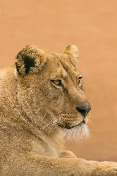 Portrait of a female lion starring. — Stock Photo, Image