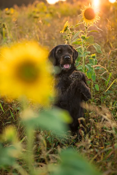 Schwarzer Hund posiert im Sonnenblumenfeld bei Sonnenuntergang. — Stockfoto
