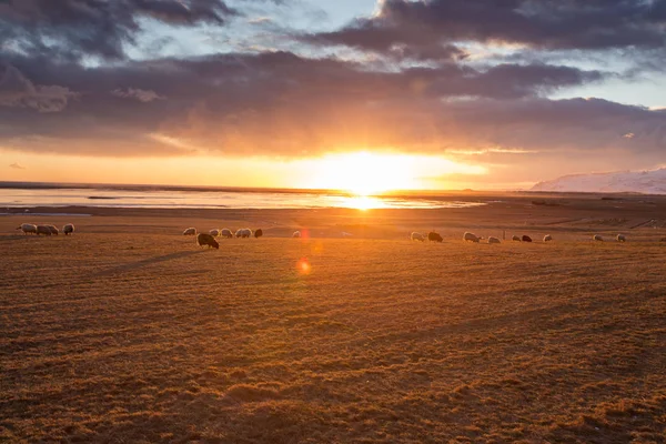 Icelandic sheep during sunset light. — Stock Photo, Image