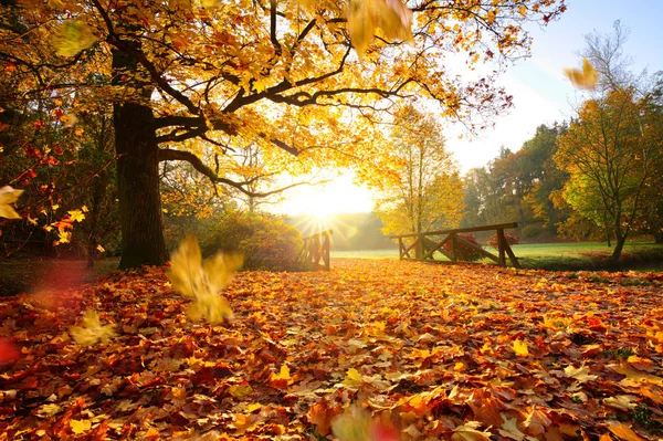 Bosque de otoño. Hermoso paisaje rural . —  Fotos de Stock