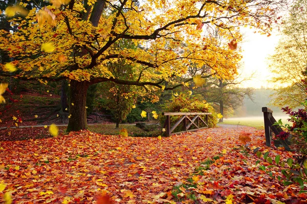 Herfst bos. Prachtige landelijke omgeving. — Stockfoto