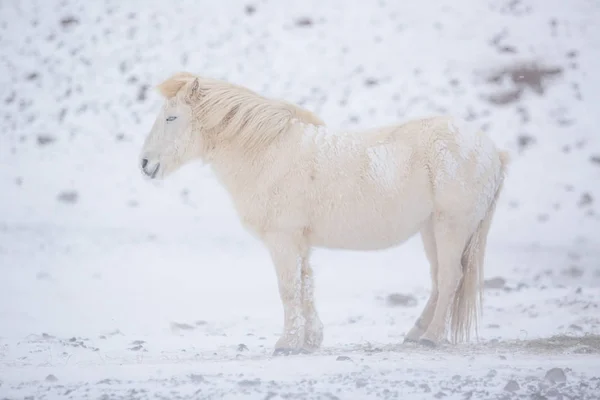Белая Лошадь Время Снежного Зимнего Дня Исландии Европа — стоковое фото